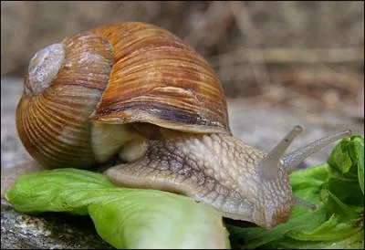 L'escargot de Bourgogne possède...