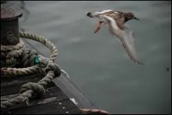 Quel fleuve baigne la ville de Saint-L ?