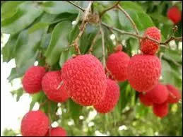 Et voici des litchis, o poussent-ils ?