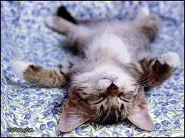 Combien de temps un chat consacre-t-il  sa sieste ?