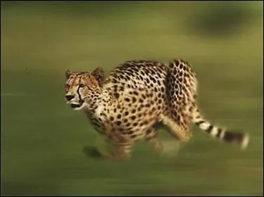 Quelle est la vitesse maximale que peut atteindre le flin de la photo prcdente ?