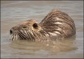 Quel est ce rongeur ?