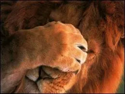 Qu'est-ce que c'est ?