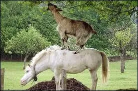 Qu'est-ce que c'est ?