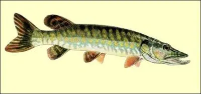 Quel est ce poisson ?