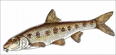 Quel est ce poisson ?