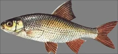 Quel est ce poisson ?