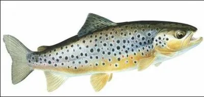 Quel est ce poisson ?