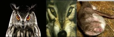 Le vampire se transforme parfois en :