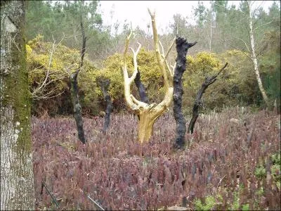 O se trouve cet arbre d'or ?