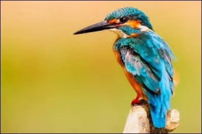 Quelle proposition n'est pas un oiseau ?