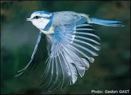 Quel est cet animal ? (prcisment)