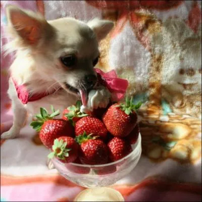 Quel est cet animal ? (prcisment)