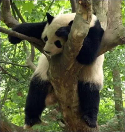 Quel est cet animal ?