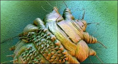 LPEAS CRHAOSRIITSETPEAS (indice : chassez les parasites)