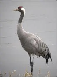 Insulte attribue aux prostitues, cet oiseau est une :