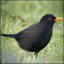 Reconnaissez-vous cet oiseau  bec jaune, de la famille des turnids ?