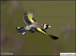 Qui chantait 'Fais comme l'oiseau, a vit d'air pur et d'eau frache un oiseau, mais jamais rien ne l'empche un oiseau, d'aller plus haut' ?