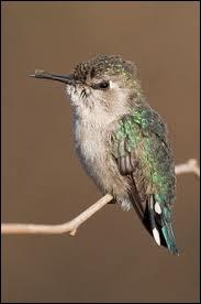 Quel est le plus petit oiseau du monde mesurant moins de 6 cm de long et pesant moins de 2 grammes ?