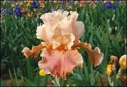 Qui chantait 'Les oiseaux-lyres sont en fleurs' ?