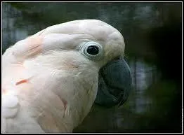 Quel est cet oiseau exotique ?