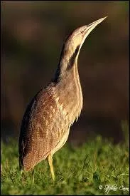 Synonyme de rustre ou de goujat, cet oiseau est un :