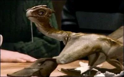 A quelle race appartient le dragon de Hagrid ?