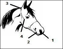 Coche ce qui est JUSTE :