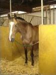 Quiz Galop 3