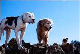 Quel acteur franais fait la voix franaise de Shadow, un Golden Retriever, dans 'L'Incroyable Voyage' ?