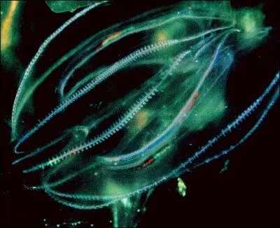 Comment appelle-t-on le phnomne qui permet  certains animaux ou vgtaux d'mettre leur propre lumire ?