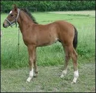 Quelle est cette race ?