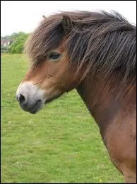 Quelle est cette race ?