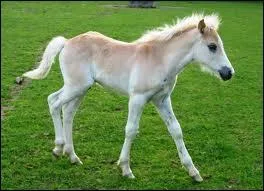 Quelle est cette race ?