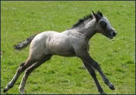 Quelle est cette race ?