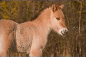 Quelle est cette race ?