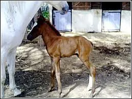 Quelle est cette race ?