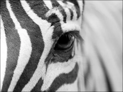 Cet oeil est celui d'un quid, proche du cheval, savez-vous lequel ?