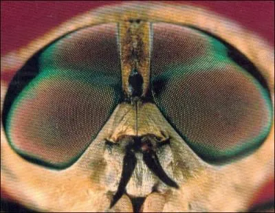 Cet oeil appartient  une sorte de mouche qui vous pique, c'est :
