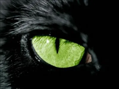 Cet oeil peut appartenir  :