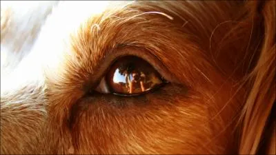 Ce regard est facilement reconnaissable puisqu'il s'agit 'du meilleur ami de l'homme' :