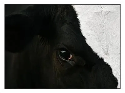 Cet oeil appartient  un mammifre, lequel ?