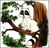 De qui Capucin est-il l'animal de compagnie ?