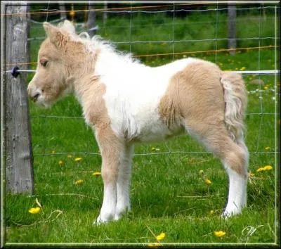 Ce poulain est de race :