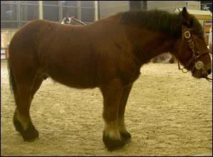 Qu'elle est cette race ?