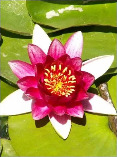 Quelle fleur est surnomme 'fleur de lumire' parce qu'elle s'ouvre le jour et se referme la nuit ?