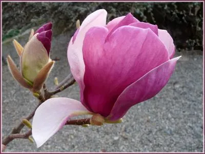 Comment se nomme cette fleur ?