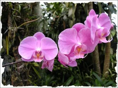 Comment se nomme cette fleur ?