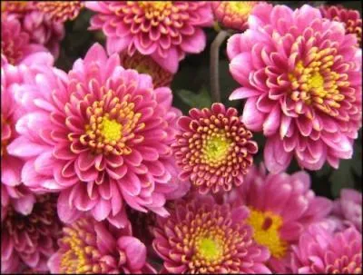 Comment se nomme cette fleur ?