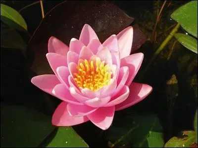 Comment se nomme cette fleur ?